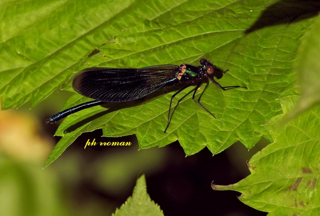 Calopterix splendens